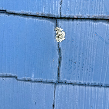 重なり部分に雨染みが出来ている