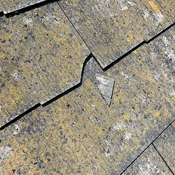 全体的に苔が発生している